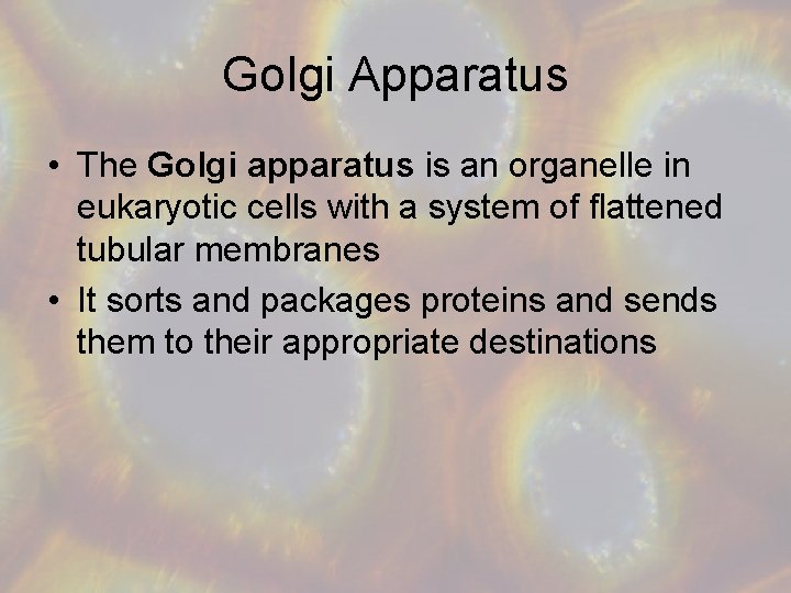 Golgi Apparatus • The Golgi apparatus is an organelle in eukaryotic cells with a