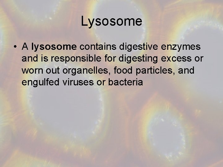 Lysosome • A lysosome contains digestive enzymes and is responsible for digesting excess or