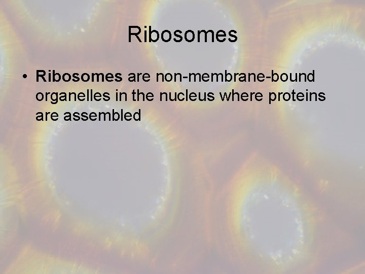 Ribosomes • Ribosomes are non-membrane-bound organelles in the nucleus where proteins are assembled 