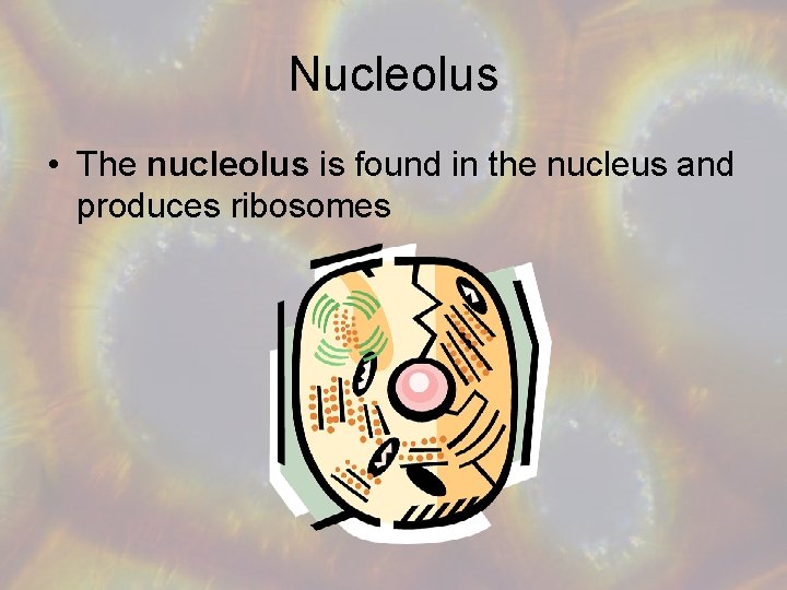 Nucleolus • The nucleolus is found in the nucleus and produces ribosomes 