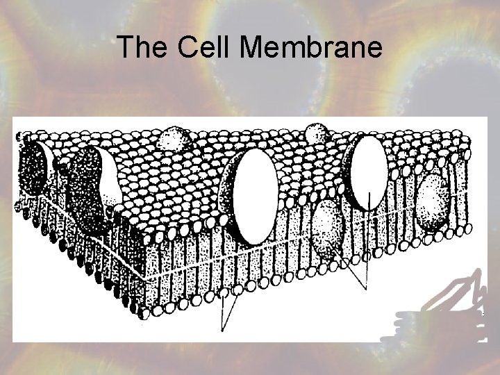 The Cell Membrane 