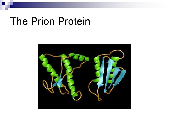 The Prion Protein 