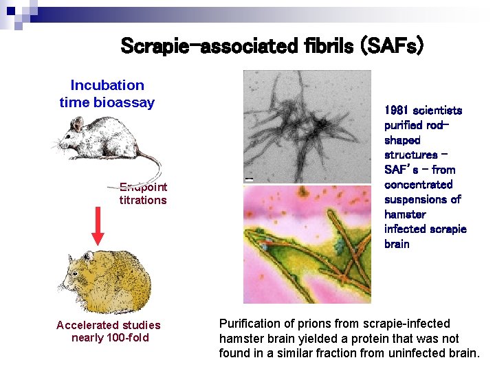 Scrapie-associated fibrils (SAFs) Incubation time bioassay Endpoint titrations Accelerated studies nearly 100 -fold 1981
