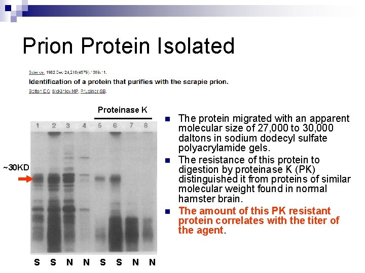 Prion Protein Isolated Proteinase K n n ~30 KD n S S N N