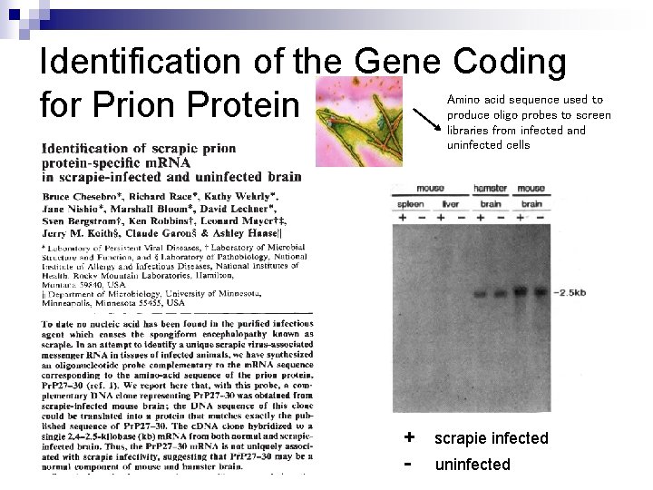 Identification of the Gene Coding for Prion Protein Amino acid sequence used to produce