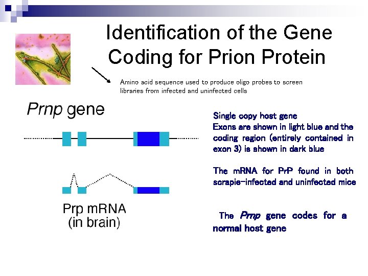 Identification of the Gene Coding for Prion Protein Amino acid sequence used to produce