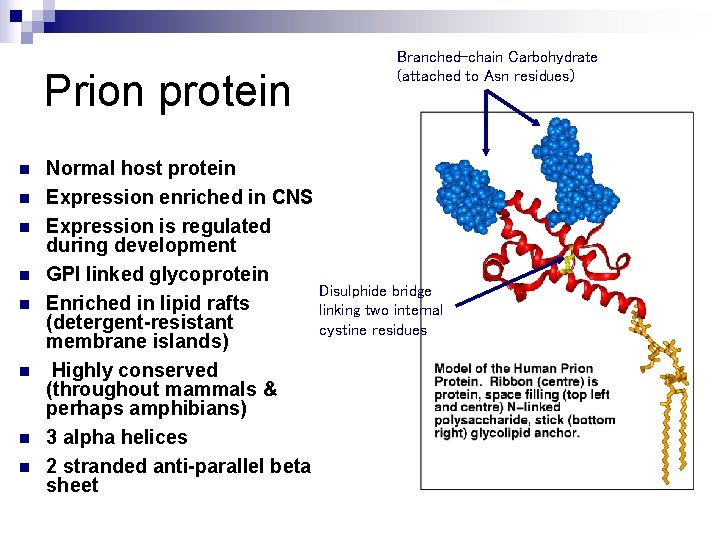 Prion protein n n n n Branched-chain Carbohydrate (attached to Asn residues) Normal host