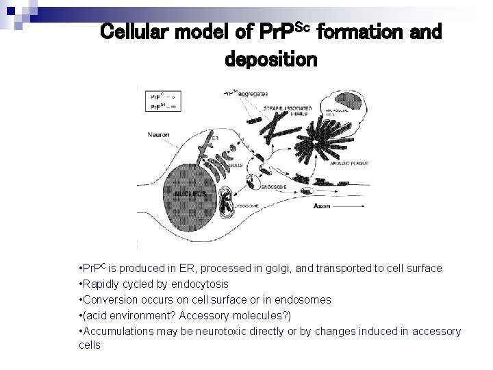 Cellular model of Pr. PSc formation and deposition • Pr. PC is produced in