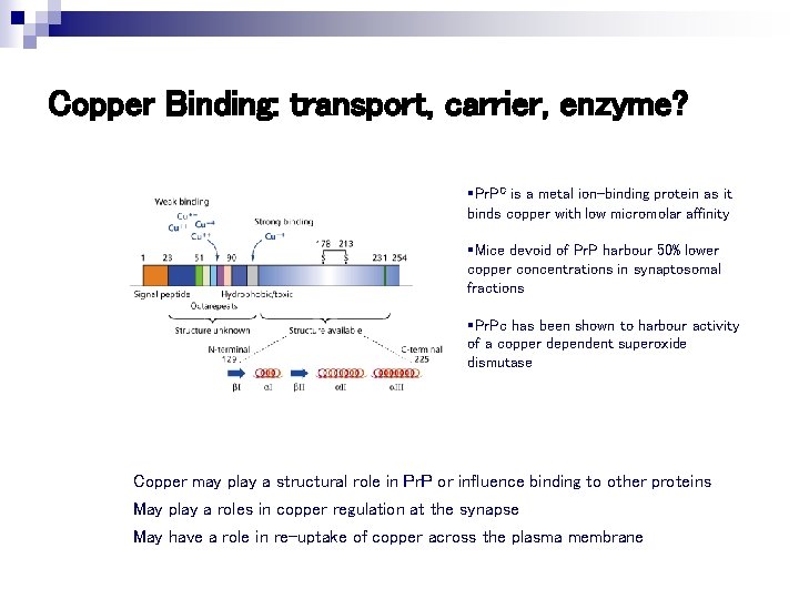Copper Binding: transport, carrier, enzyme? §Pr. PC is a metal ion-binding protein as it