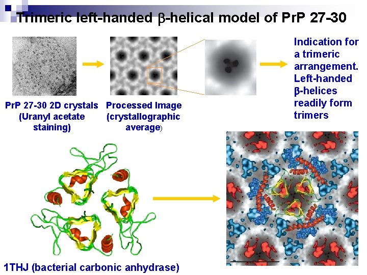 Trimeric left-handed -helical model of Pr. P 27 -30 2 D crystals Processed Image