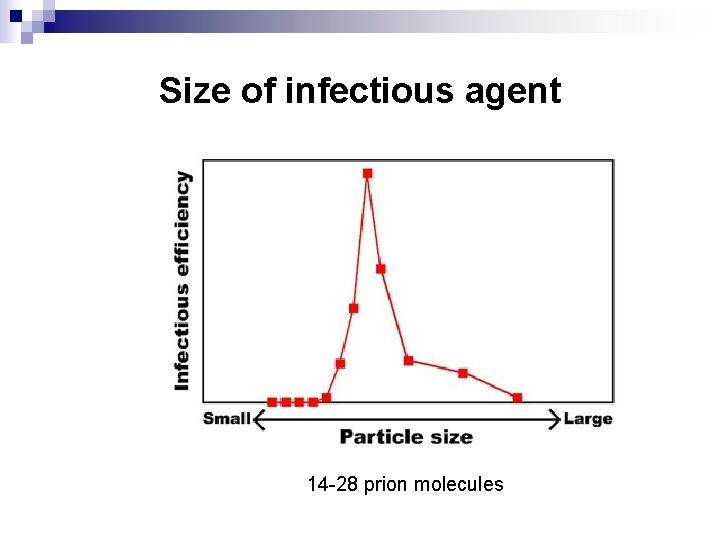 Size of infectious agent 14 -28 prion molecules 