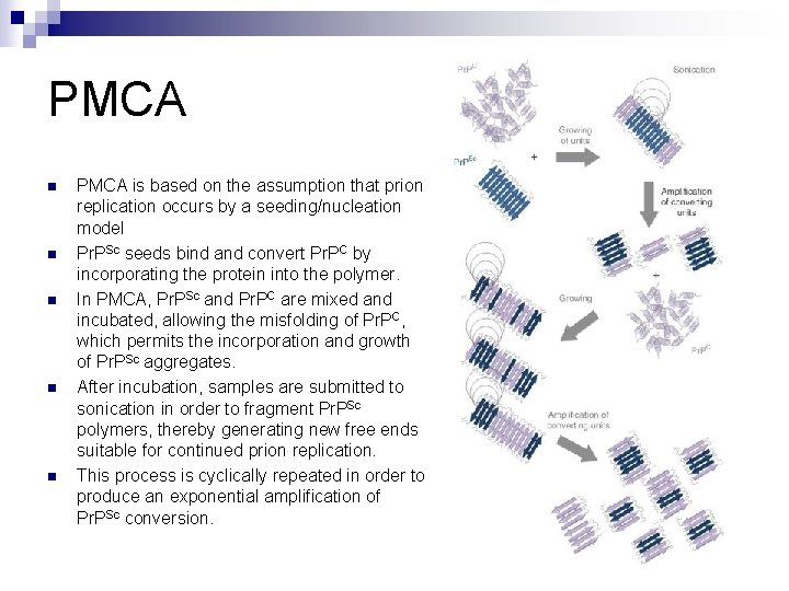 PMCA n n n PMCA is based on the assumption that prion replication occurs