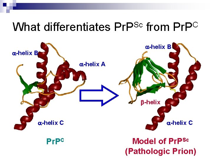 What differentiates Pr. PSc from Pr. PC -helix B -helix A -helix C Pr.