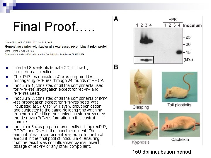 Final Proof…. . n n n infected 8 -week-old female CD-1 mice by intracerebral