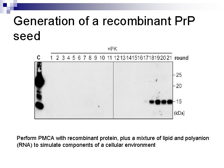 Generation of a recombinant Pr. P seed Perform PMCA with recombinant protein, plus a