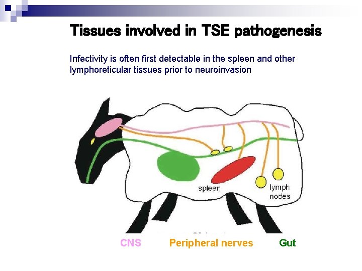 Tissues involved in TSE pathogenesis Infectivity is often first detectable in the spleen and