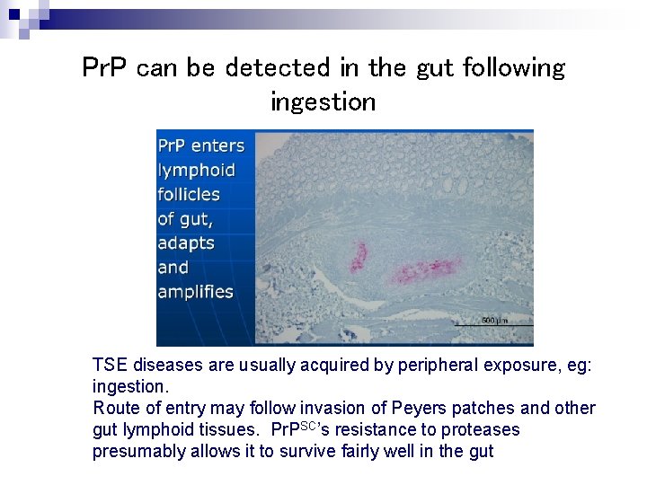 Pr. P can be detected in the gut following ingestion TSE diseases are usually