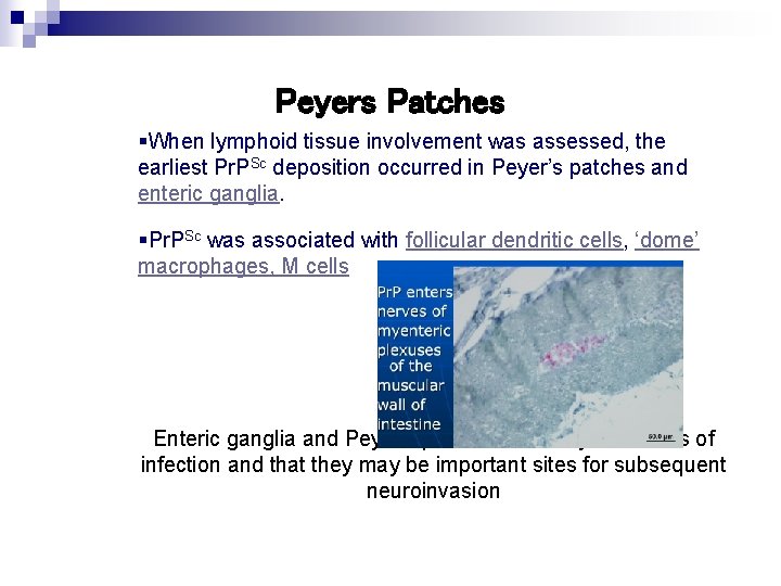 Peyers Patches §When lymphoid tissue involvement was assessed, the earliest Pr. PSc deposition occurred