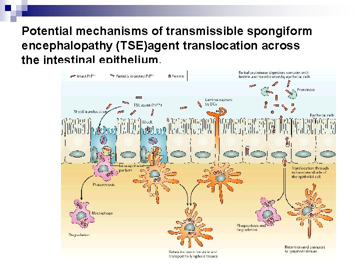 Potential mechanisms of transmissible spongiform encephalopathy (TSE)agent translocation across the intestinal epithelium. 