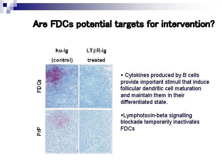 Are FDCs potential targets for intervention? § Cytokines produced by B cells provide important