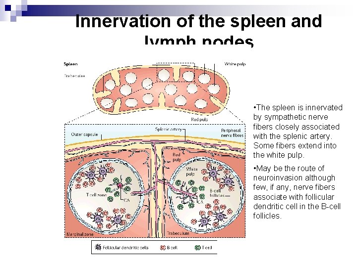 Innervation of the spleen and lymph nodes • The spleen is innervated by sympathetic