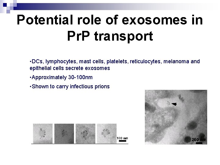 Potential role of exosomes in Pr. P transport • DCs, lymphocytes, mast cells, platelets,