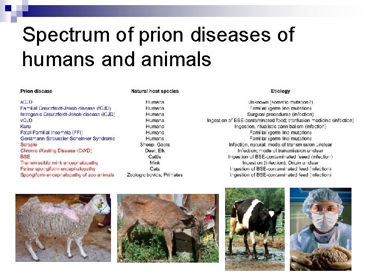 Spectrum of prion diseases of humans and animals 