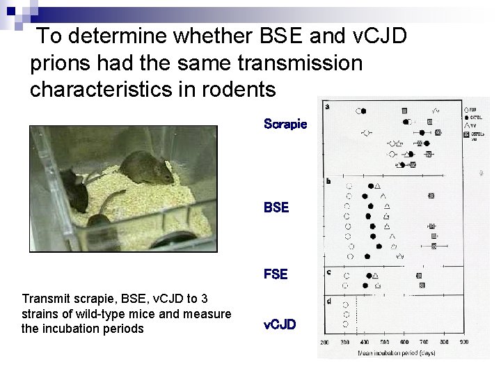 To determine whether BSE and v. CJD prions had the same transmission characteristics in