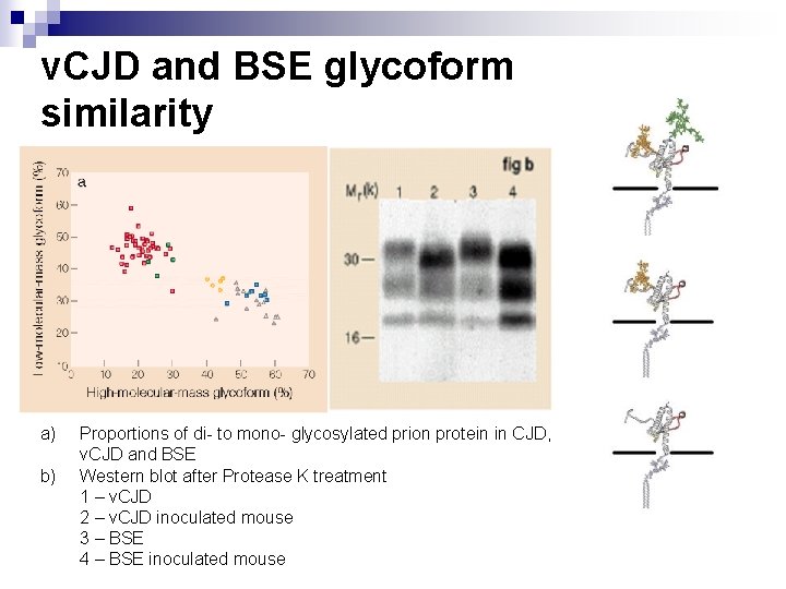 v. CJD and BSE glycoform similarity a) b) Proportions of di- to mono- glycosylated