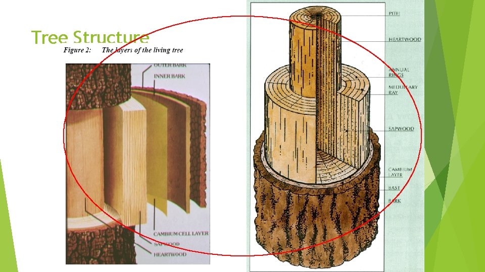 Tree Structure 