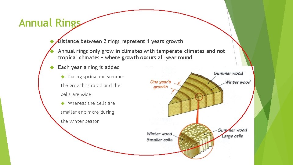 Annual Rings Distance between 2 rings represent 1 years growth Annual rings only grow