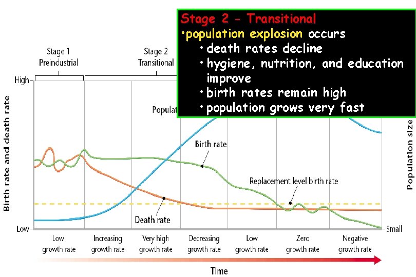 Stage 2 - Transitional • population explosion occurs • death rates decline • hygiene,
