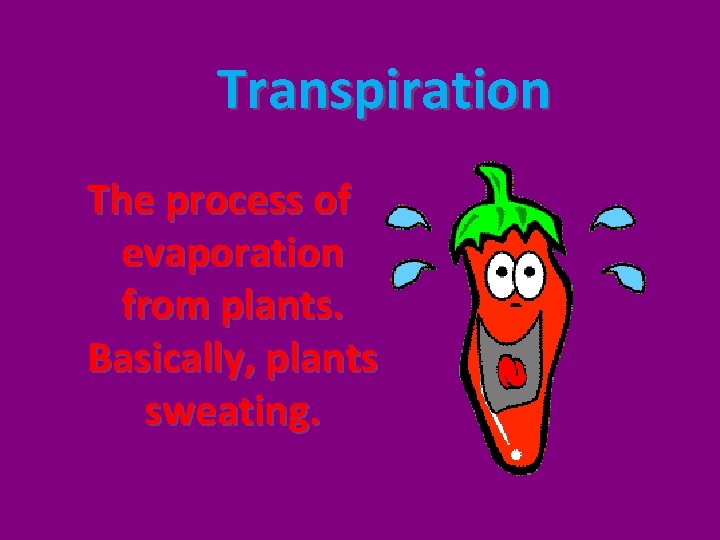 Transpiration The process of evaporation from plants. Basically, plants sweating. 