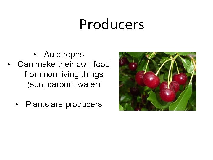 Producers • Autotrophs • Can make their own food from non-living things (sun, carbon,