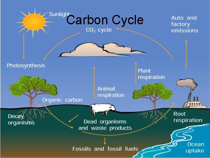 Carbon Cycle 