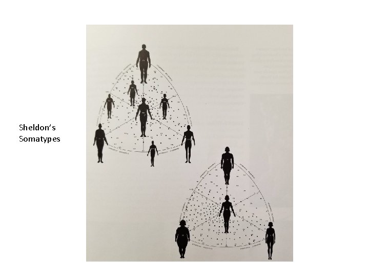 Sheldon’s Somatypes 