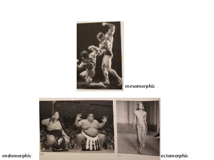 mesomorphic endomorphic ectomorphic 