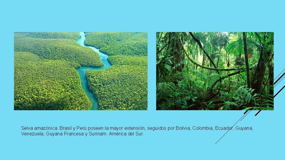 Selva amazónica. Brasil y Perú poseen la mayor extensión, seguidos por Bolivia, Colombia, Ecuador,