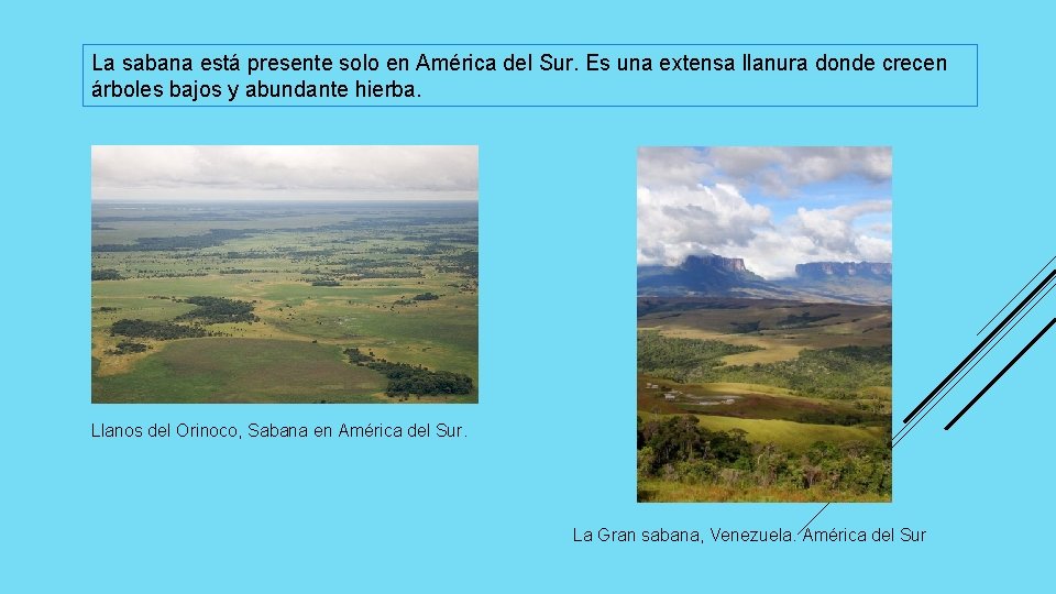 La sabana está presente solo en América del Sur. Es una extensa llanura donde