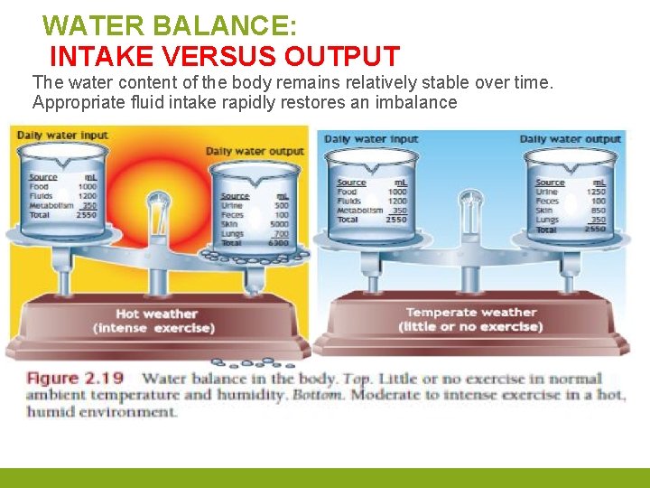 WATER BALANCE: INTAKE VERSUS OUTPUT The water content of the body remains relatively stable