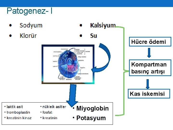 Patogenez- I Hücre ödemi Kompartman basınç artışı Kas iskemisi 