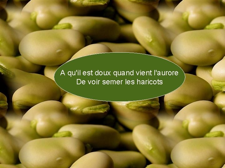 A qu'il est doux quand vient l'aurore De voir semer les haricots 