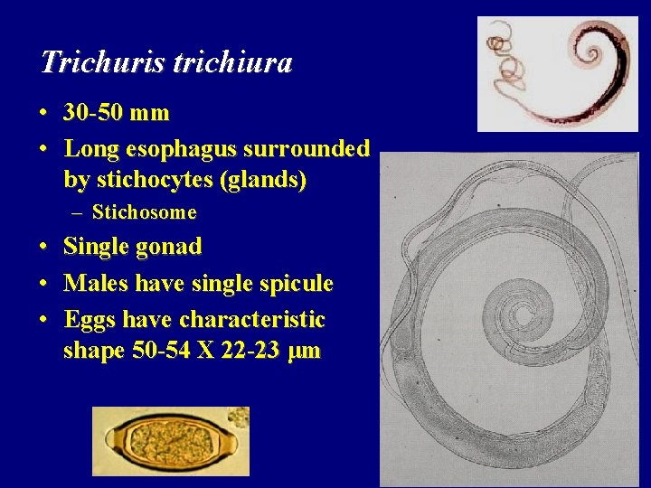 Trichuris trichiura • 30 -50 mm • Long esophagus surrounded by stichocytes (glands) –