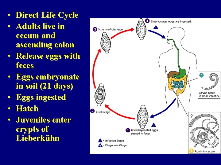  • Direct Life Cycle • Adults live in cecum and ascending colon •