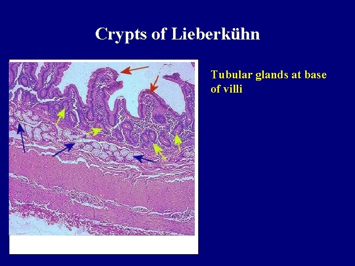 Crypts of Lieberkühn Tubular glands at base of villi 