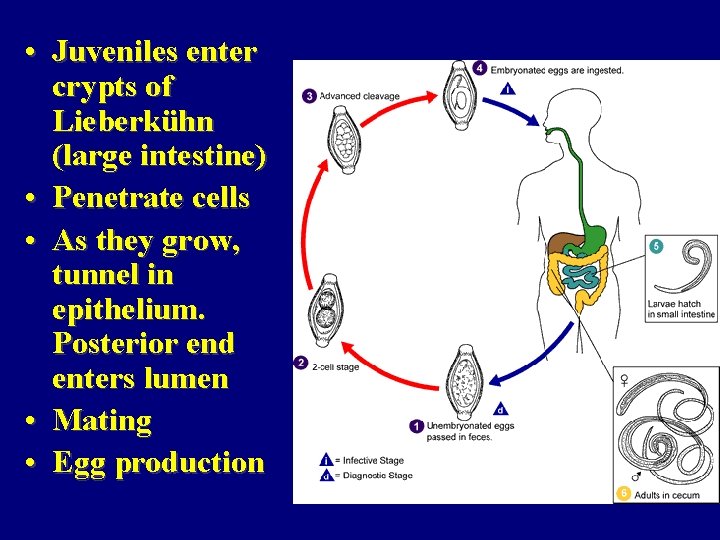  • Juveniles enter crypts of Lieberkühn (large intestine) • Penetrate cells • As