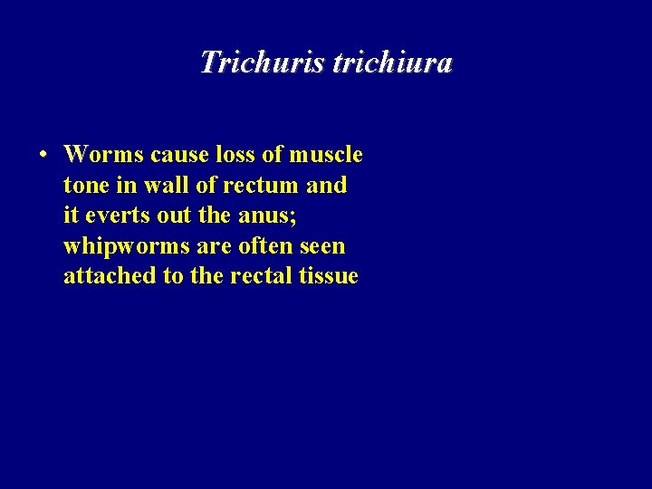 Trichuris trichiura • Worms cause loss of muscle tone in wall of rectum and