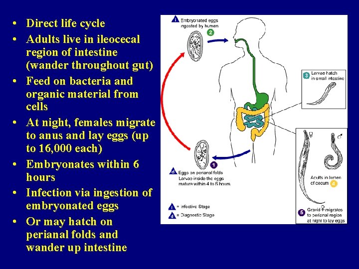  • Direct life cycle • Adults live in ileocecal region of intestine (wander