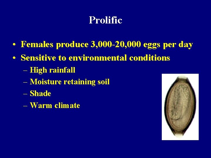Prolific • Females produce 3, 000 -20, 000 eggs per day • Sensitive to