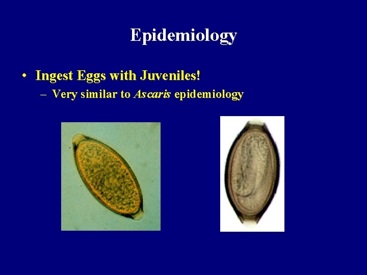 Epidemiology • Ingest Eggs with Juveniles! – Very similar to Ascaris epidemiology 